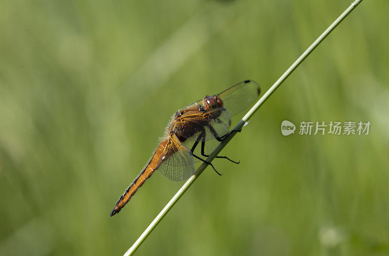 稀有的追逐者Libellula fulva